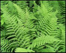 http://theshoutyvillager.files.wordpress.com/2008/06/ferns.jpg