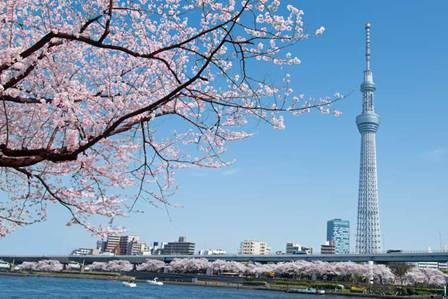 東京の桜名所20選！お花見・夜桜ライトアップ情報2023 【楽天トラベル】