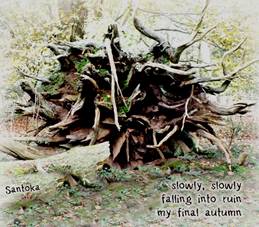haiga