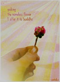 http://thegreenleaf.co.uk/hp/santoka/15santokaflower.jpg
