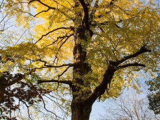 Hibiya Park in Autumn - Minato, Tokyo - Japan Travel