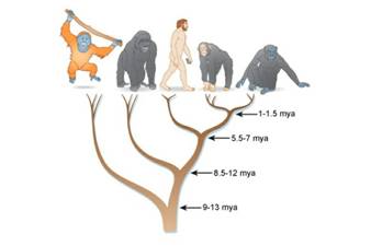 Fossil Apes � Becoming Human