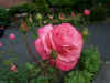 06162006 009.jpg (77381 bytes)