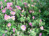 06162006 010.jpg (179875 bytes)