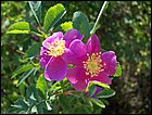 05282005 Hana-03-1.jpg