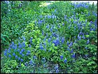 05282005 Hana-07.jpg