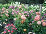 08112005 012.jpg (186397 bytes)