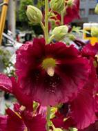 花、自然の画像のようです