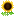 🌻